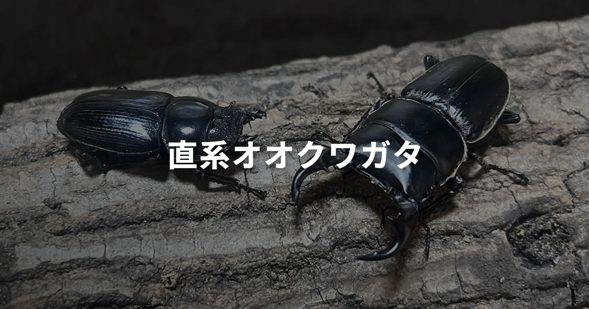 直系オオクワガタ｜三重県鈴鹿市神戸の天然オオクワガタ専門店