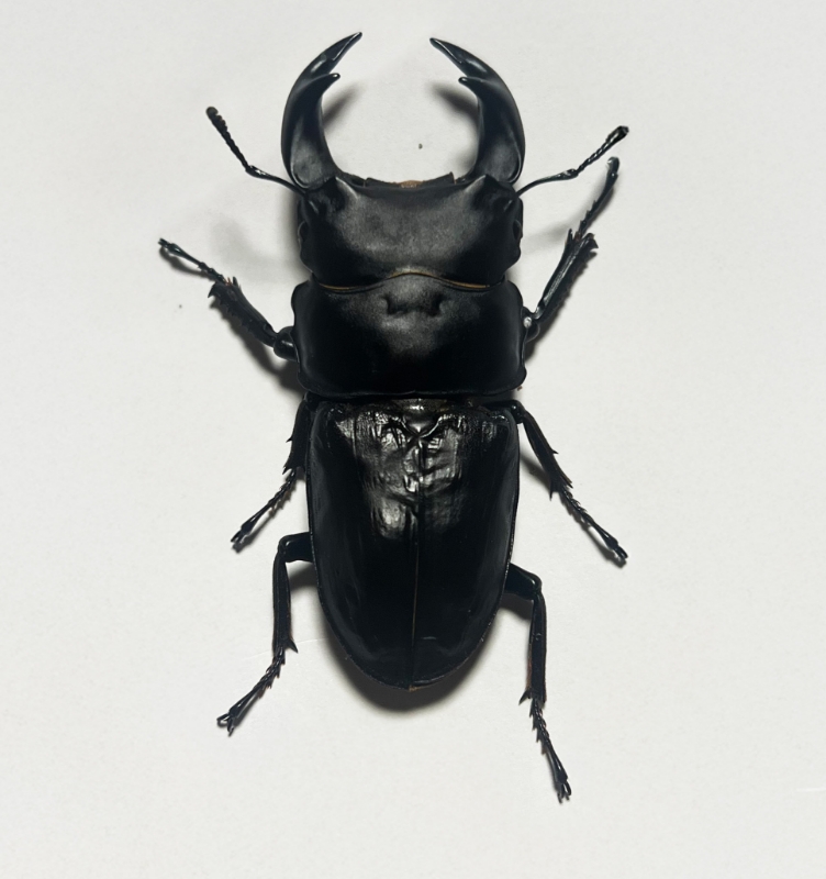 産地：兵庫県河辺郡猪名川町阿古谷殖のオオクワガタのイメージ写真