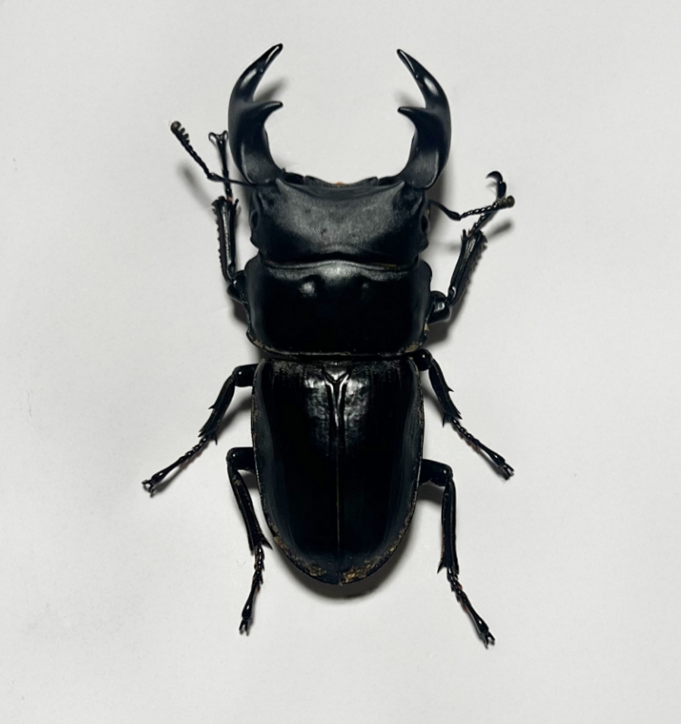 産地：兵庫県河辺郡猪名川町上阿古谷の天然オオクワガタのイメージ写真